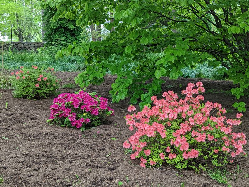 Add Mulch The Right Way
