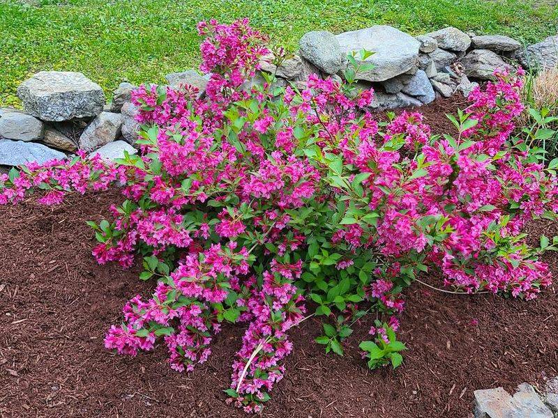 Add Mulch The Right Way