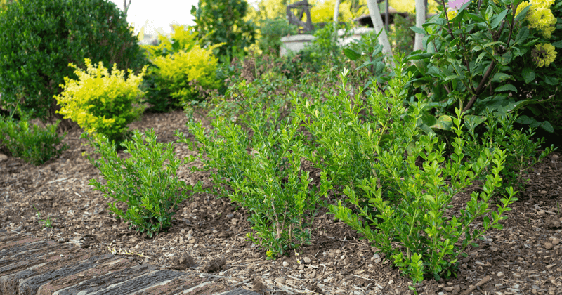 Add Mulch The Right Way