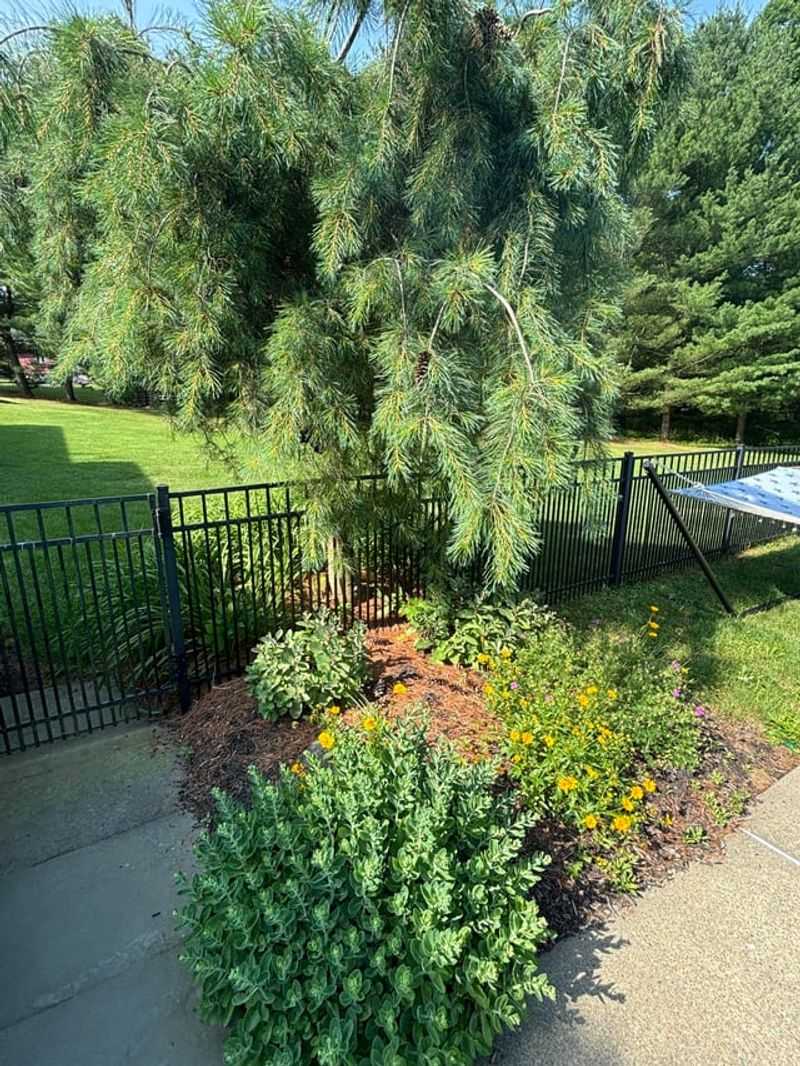 Add Mulch To Give Your Shrubs Some Extra Backup