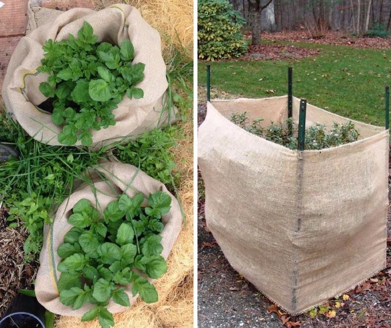 Add Mulch and Wrap for Wind Add Mulch and Wrap for Wind