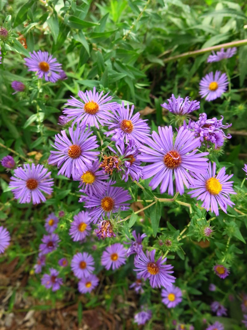 Add New England Aster To A Pennsylvania Native Garden Add New England Aster To A Pennsylvania Native Garden