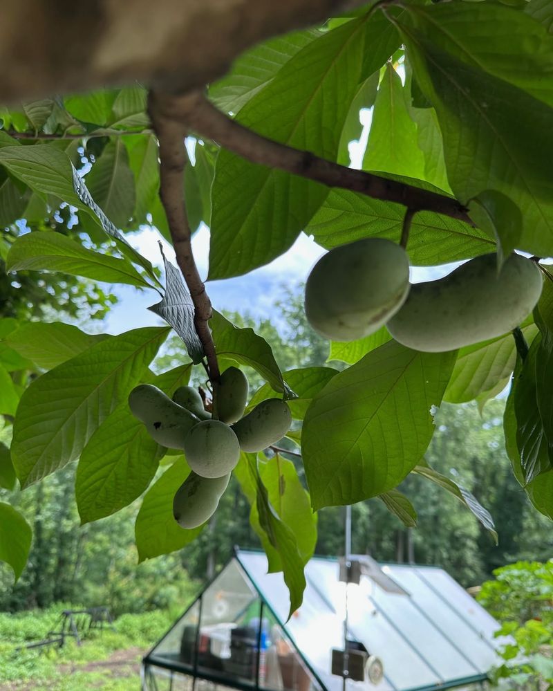 Add Pawpaw To A Long-Term Backyard Food Garden Add Pawpaw To A Long-Term Backyard Food Garden