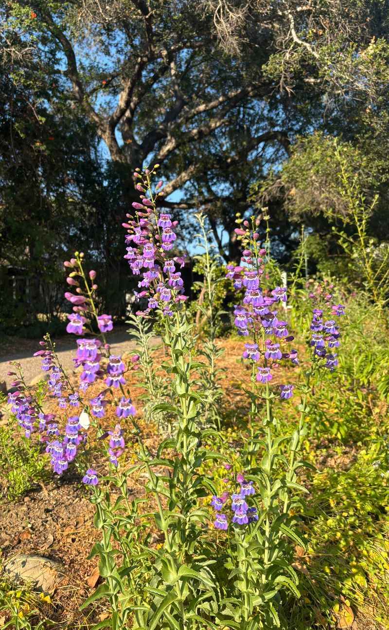 Add Penstemon For Color Without Extra Water