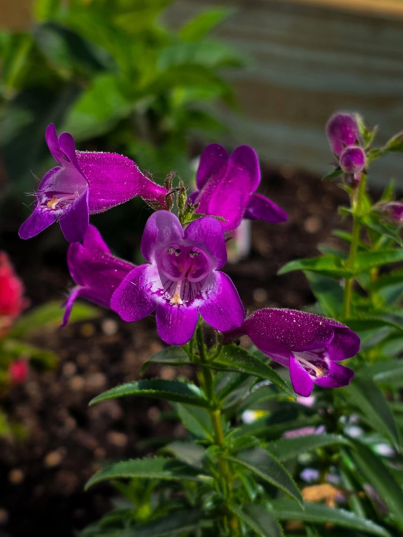 Add Penstemon For Long Flower Seasons Add Penstemon For Long Flower Seasons