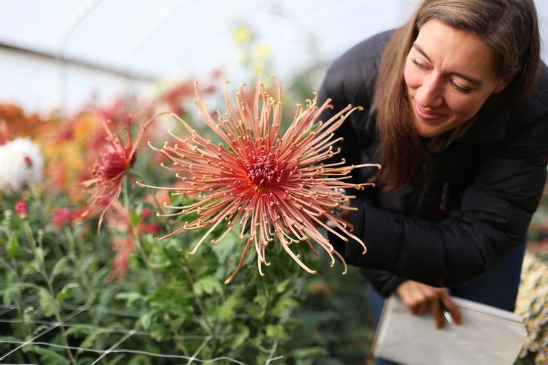 Add Spider Mums For Late Season Color Add Spider Mums For Late Season Color