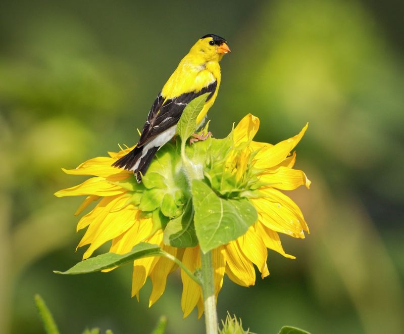 Add Sunflowers For The Biggest Draw