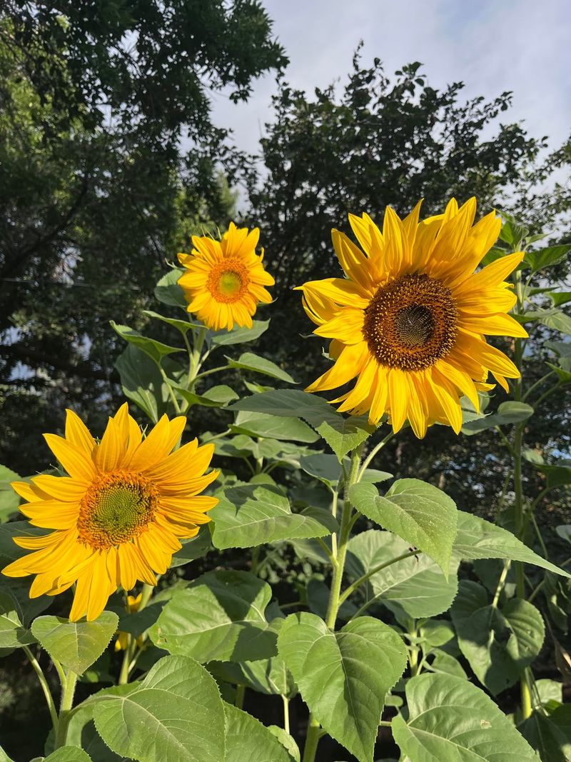 Add Sunflowers To Create A Diverse Backyard Habitat