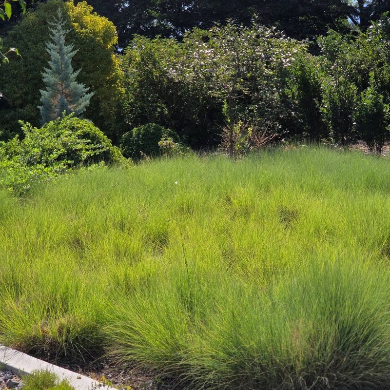 Add Texas Blue Grama For A Natural Prairie Look Add Texas Blue Grama For A Natural Prairie Look