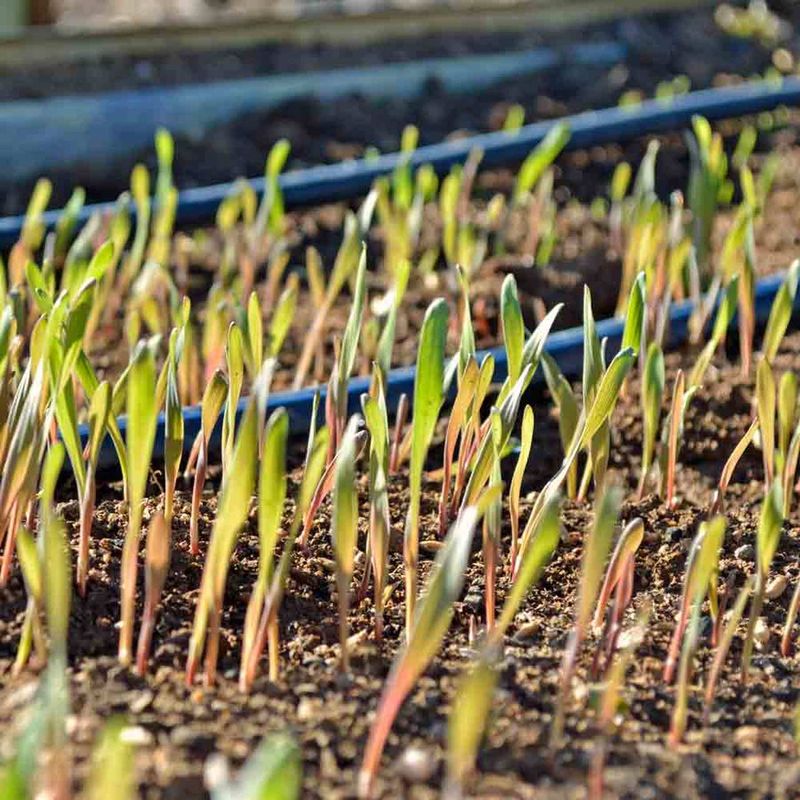 Add Winter Rye Where Beds Need Protection