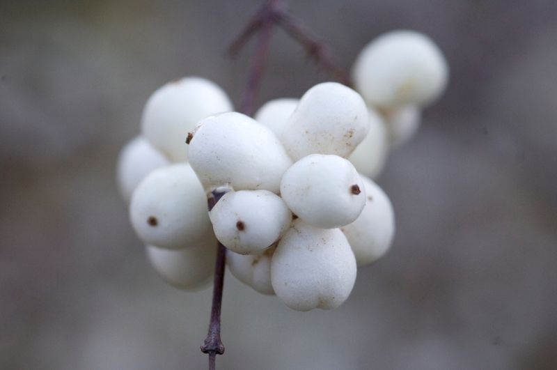 Add a food-and-cover shrub to your winter bird routine