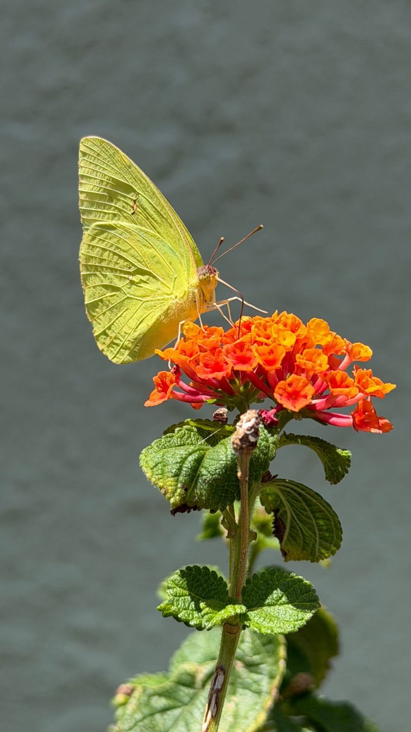 Add nectar plants to support adult butterflies Add nectar plants to support adult butterflies