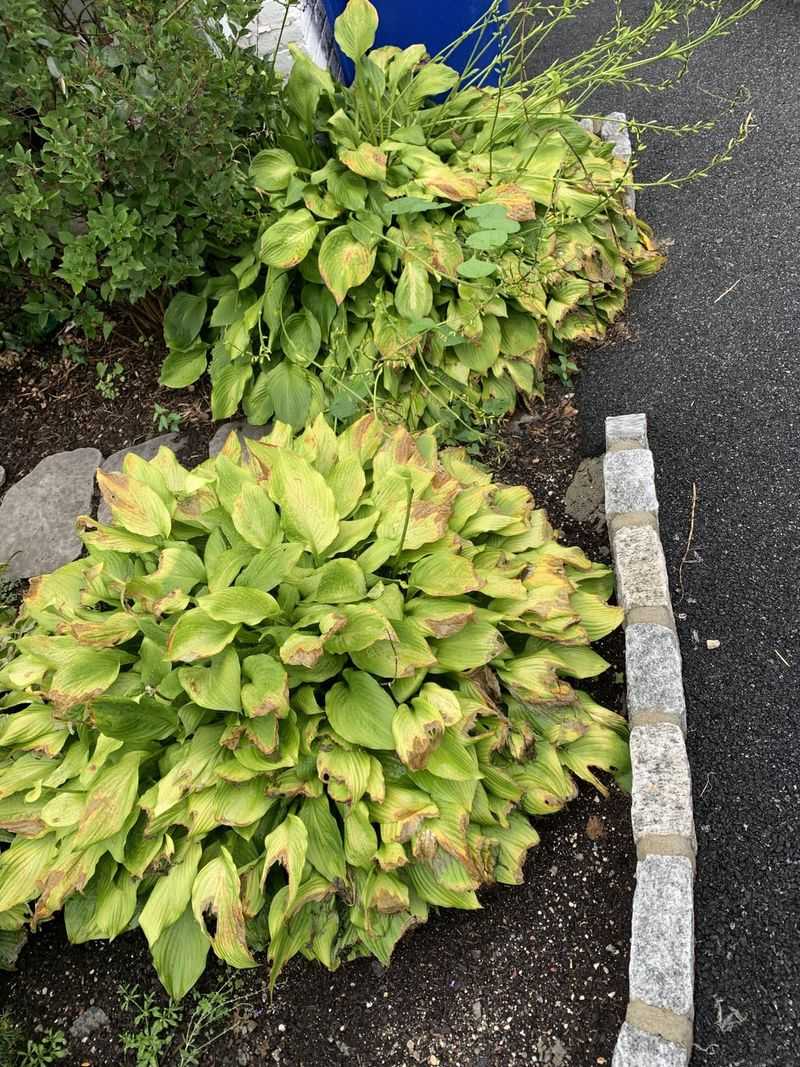 Adding Fertilizer Too Soon After Transplanting