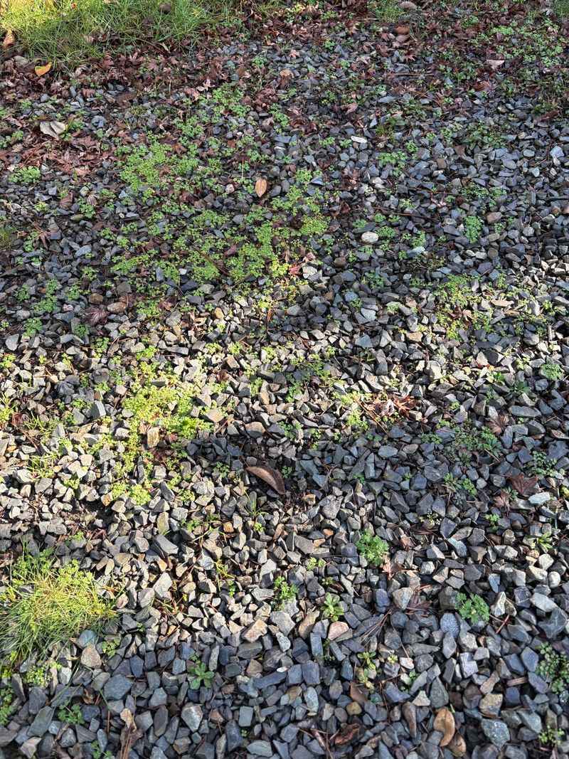 Adding Fresh Gravel Is Not Always The Fix