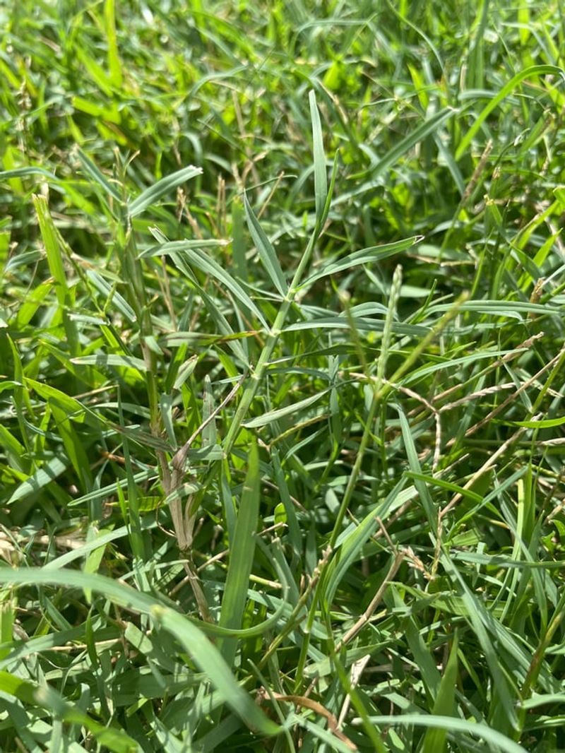 Address Weeds Before Cool Season Types Germinate