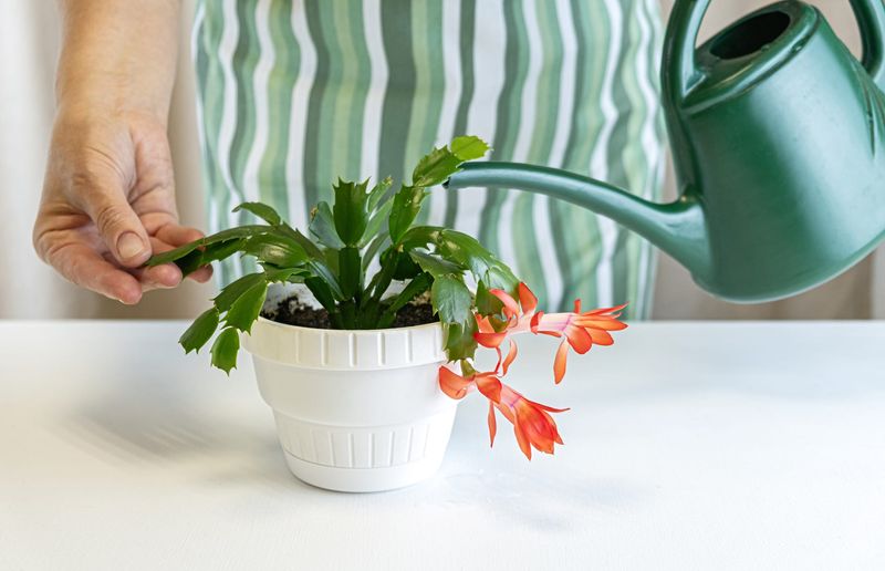 Adjust Arizona Watering for Bloom Induction Adjust Arizona Watering for Bloom Induction