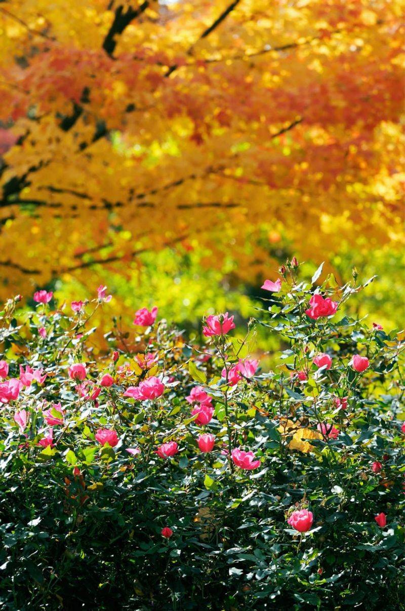 Adjust Rose Care As Temperatures Start To Cool Adjust Rose Care As Temperatures Start To Cool