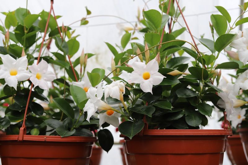 Adjust Watering Before Growth Slows