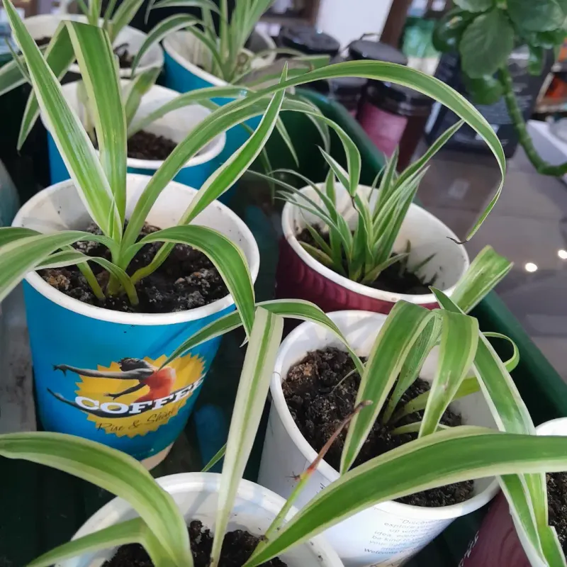 Adjust Watering During Humid Weather