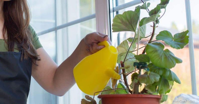 Adjust Watering During Indoor Growth