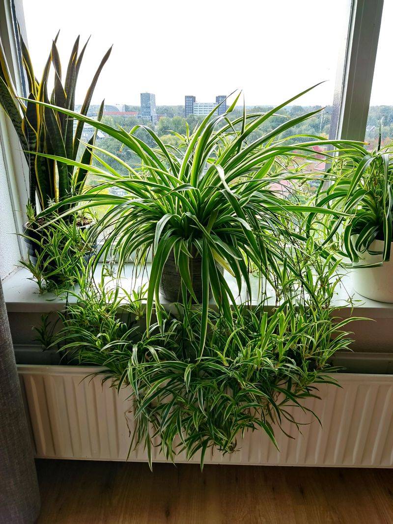 Adjust Watering For Indoor Heat And Dry Air Adjust Watering For Indoor Heat And Dry Air