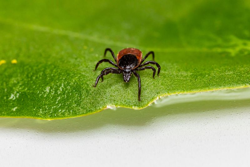Adult Deer Ticks Actually Prefer This Season Adult Deer Ticks Actually Prefer This Season