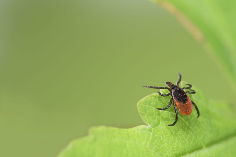 Adult Deer Ticks Become Active In Fall Adult Deer Ticks Become Active In Fall