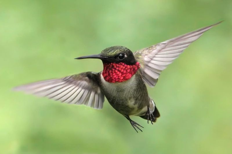 Adult Males Are Usually The First To Head South Adult Males Are Usually The First To Head South