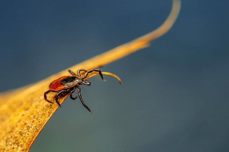 Adult Ticks Become Active Again In Fall Adult Ticks Become Active Again In Fall