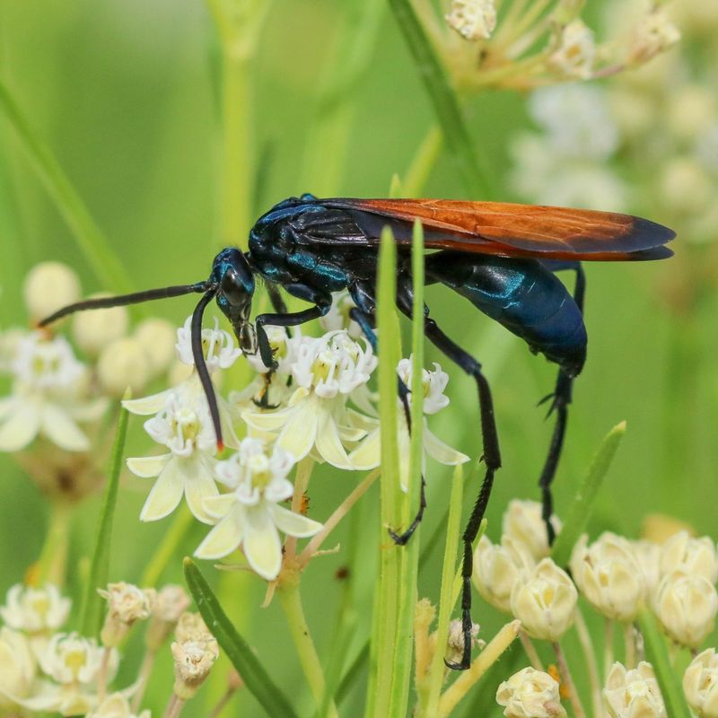 Adults Actually Feed On Nectar Not Spiders