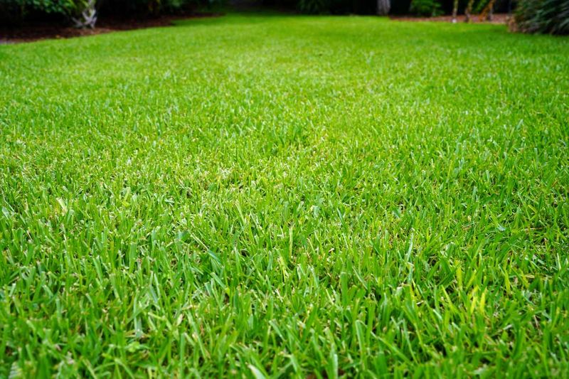 Aerate Compacted High Traffic Areas