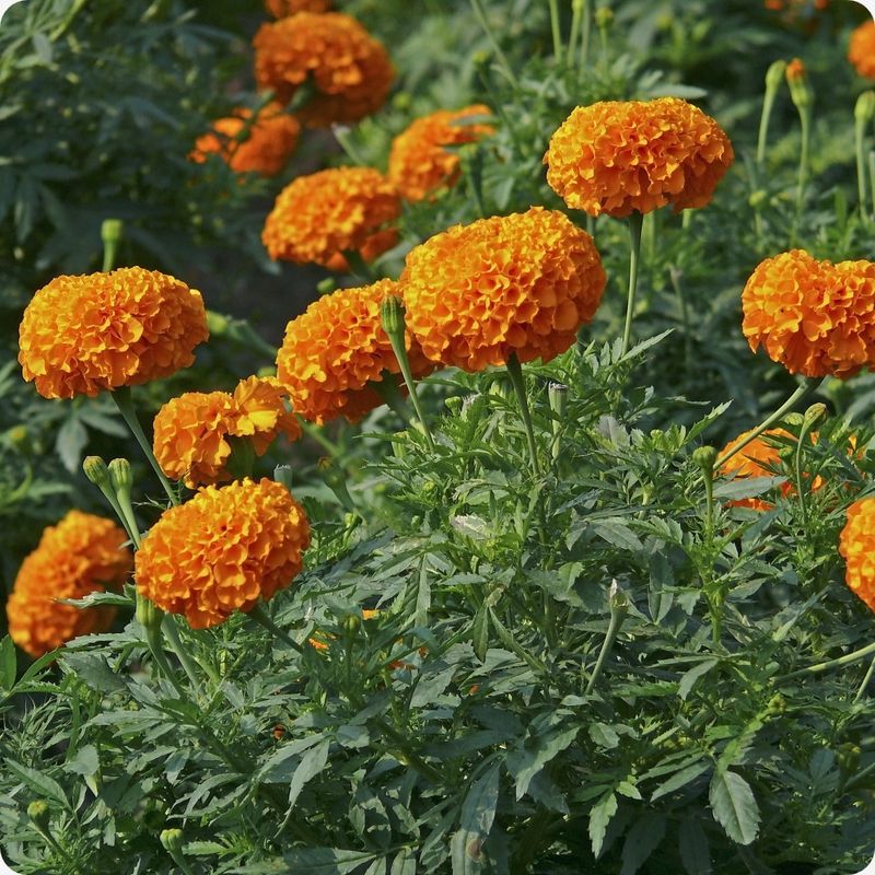 African Marigolds (Tagetes erecta) African Marigolds (Tagetes erecta)