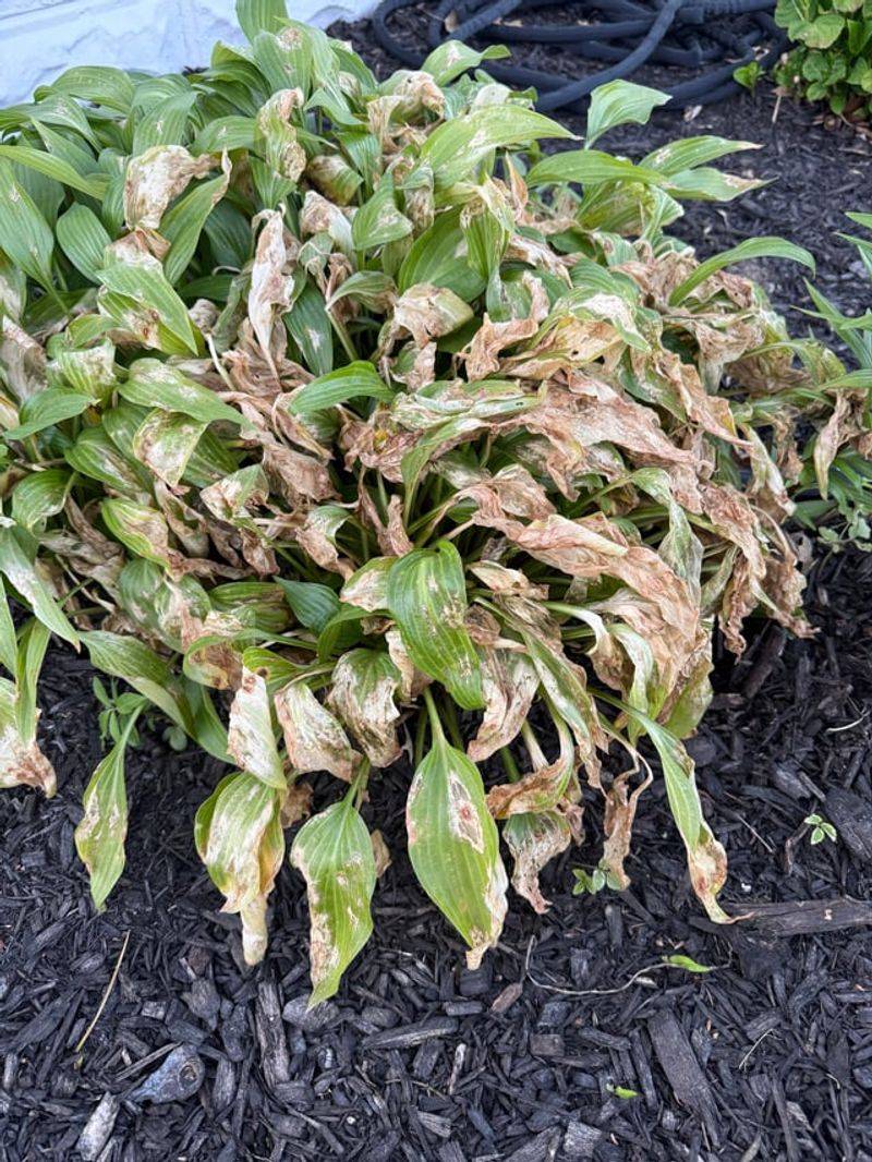 After The First Hard Frost Knocks Them Down After The First Hard Frost Knocks Them Down