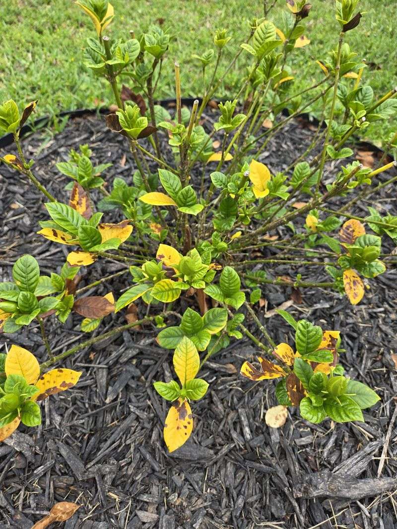Aftercare, Mulch, And A Better Plan For Next Year