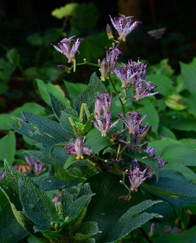 Afternoon Shade Protects Leaves And Petals