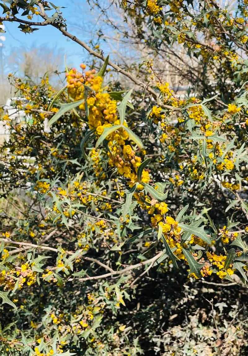 Agarita Guards Dry Hills With Prickly Toughness Agarita Guards Dry Hills With Prickly Toughness
