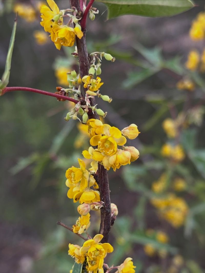 Agarita