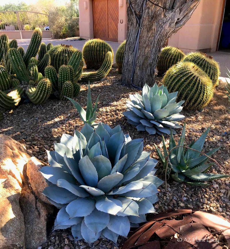 Agave Agave