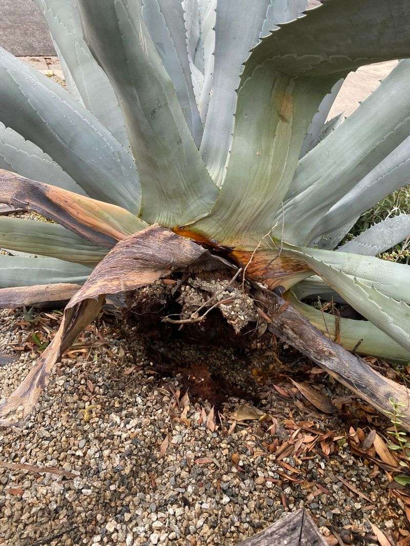 Agave Rot Begins When Water Stays Trapped Around The Roots