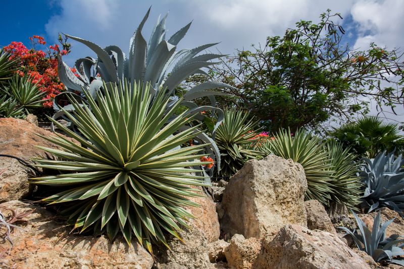 Agave Turns Neglect Into A Sculpture