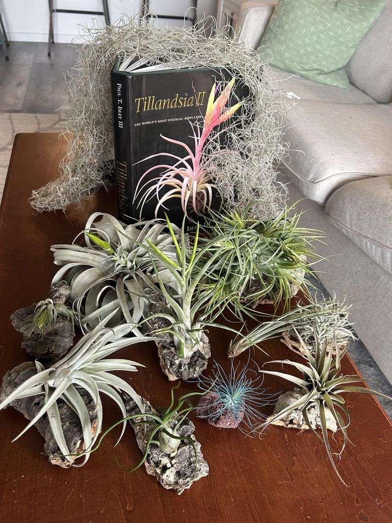Air Plants Skip Soil And Trimming Entirely