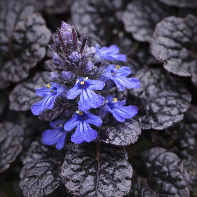 Ajuga reptans (Bugleherb)