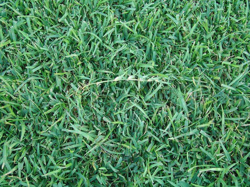 Alabama's Easygoing Turf Is Losing Ground