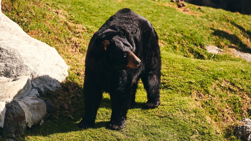 Alabama's Largest Land Mammal Is Back In Town Alabama's Largest Land Mammal Is Back In Town