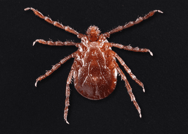 Alabama's Newest Confirmed Tick Is The Asian Longhorned Tick