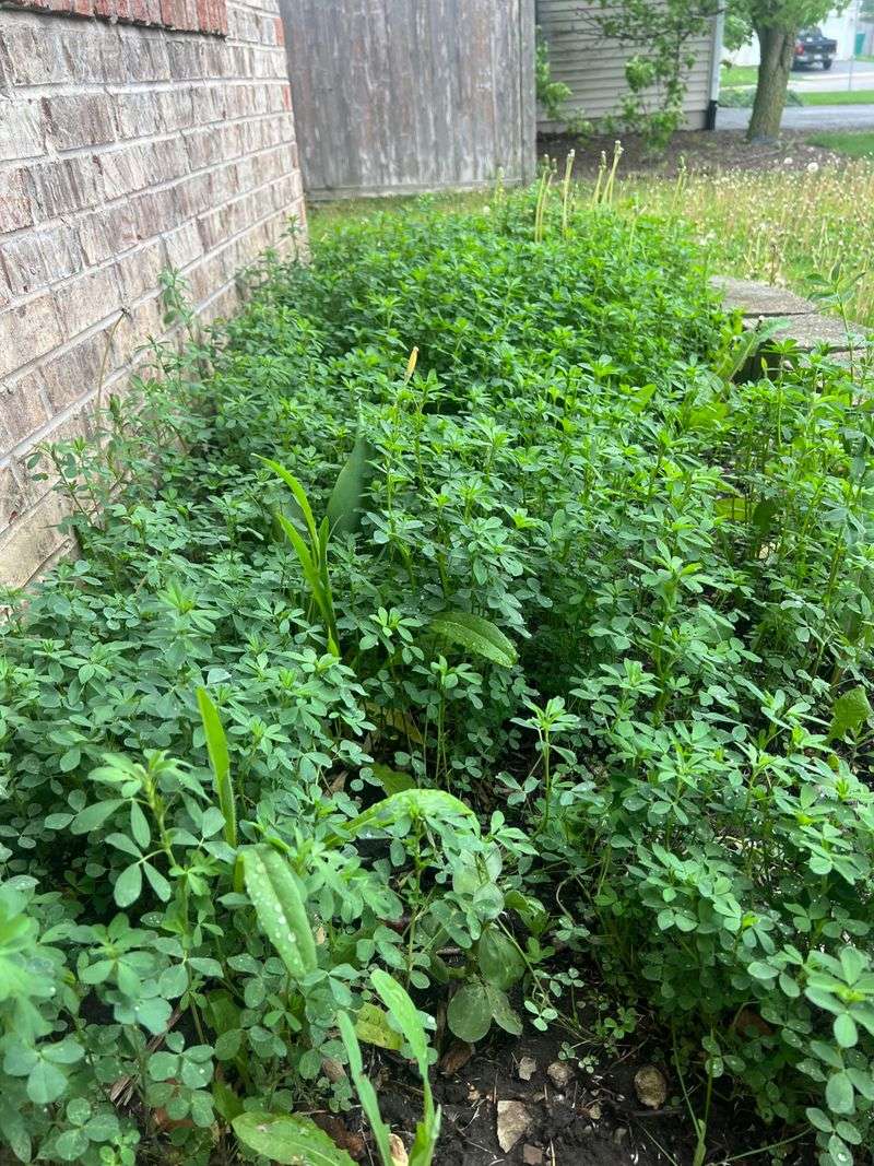 Alfalfa Sends Deep Roots Through Harder Soil
