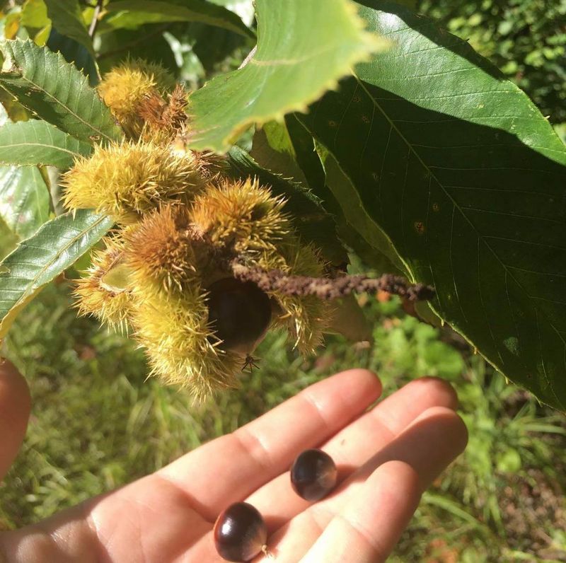 Allegheny Chinkapin For Tiny, Sweet Chestnuts