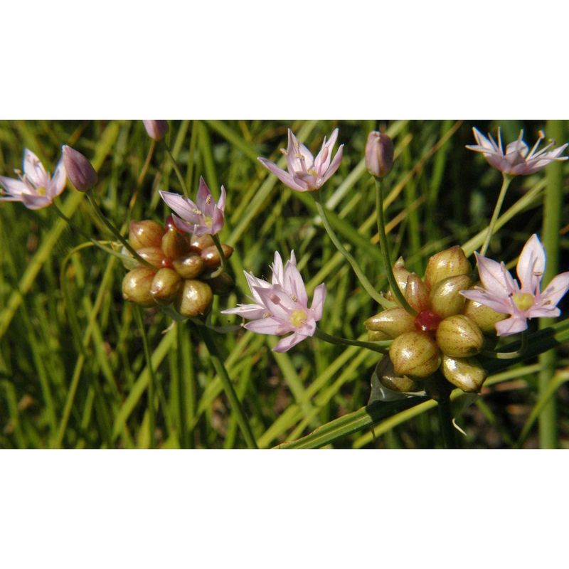 Allium Relatives Can Naturalize Beyond Garden Beds