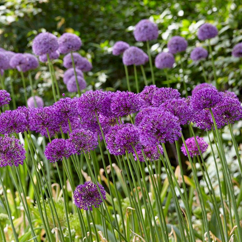 Alliums Add Garden Drama Alliums Add Garden Drama