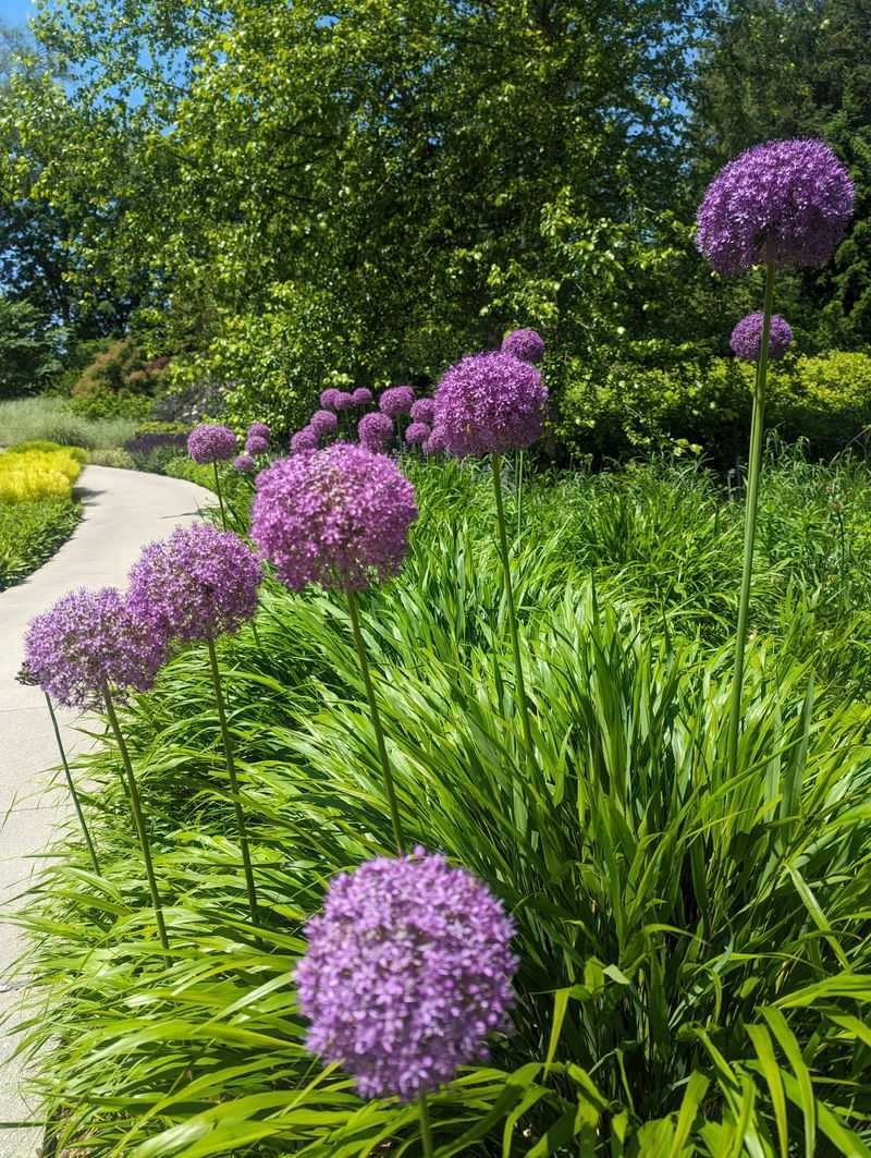 Alliums Create Striking Late Spring Flower Displays Alliums Create Striking Late Spring Flower Displays